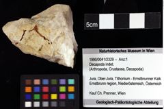 Foto (Objket + Etiketten) von Decapoda indet. 